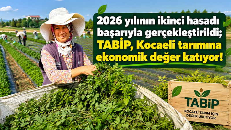 2026 yılının ikinci hasadı başarıyla gerçekleştirildi; TABİP, Kocaeli tarımına ekonomik değer katıyor Kocaeli Büyükşehir Belediyesi’nin Tıbbi ve Aromatik Bitki Yetiştiriciliği Projesi (TABİP),